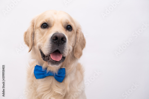 The dog in a blue bow tie sits on a white background. Golden Retriever for the holidays: Valentine's Day, Birthday, Halloween