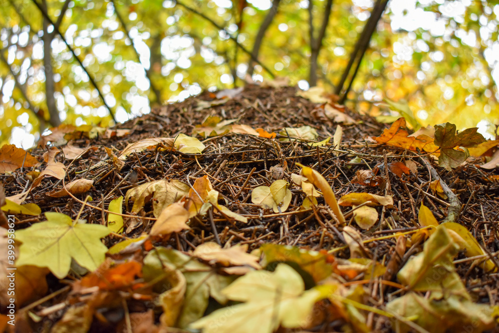 Large bright anthill in the autumn forest covered with fallen leaves