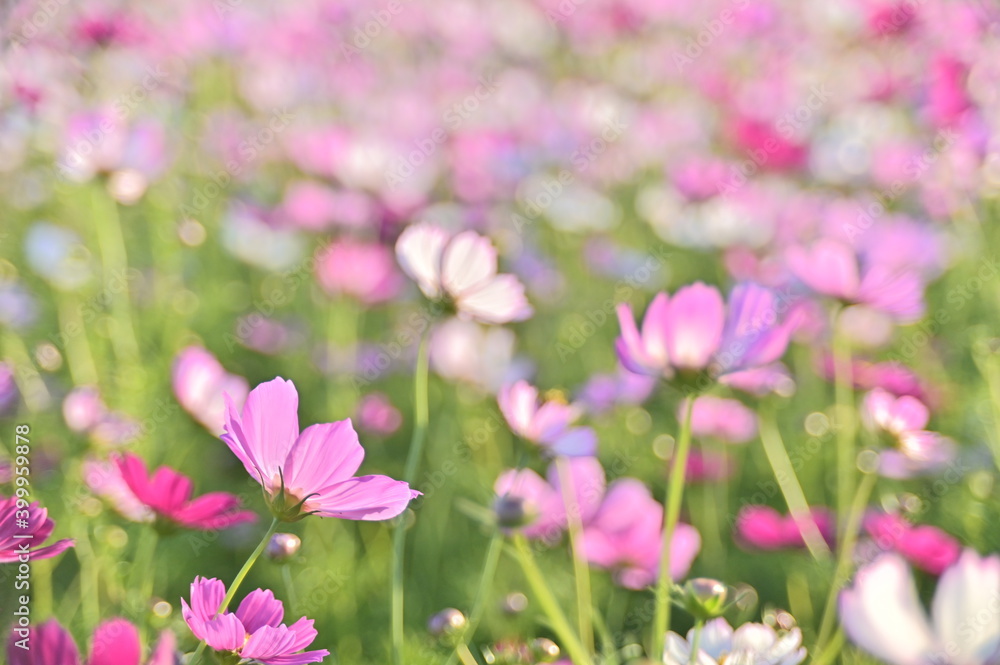 Close-up of beautiful cosmos flowers against the blurred flowers field. Close-up of beautiful cosmos flowers against the blurred flowers field.