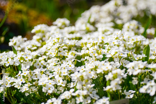 Small white flowers blooming