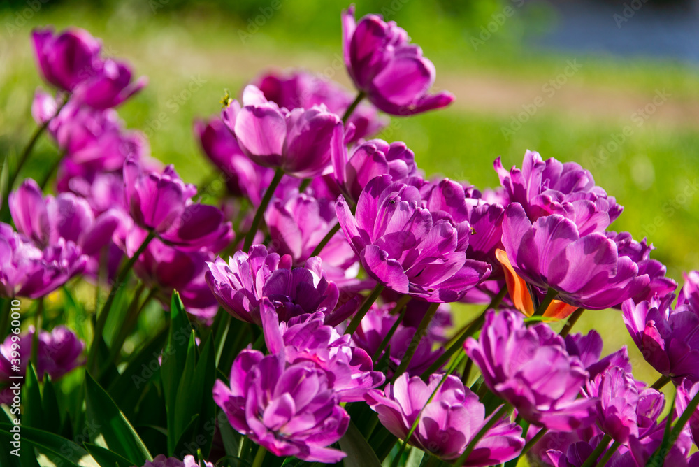 Purple tulips blooming Purple tulips blooming