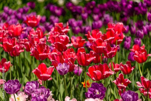 Purple and red tulips blooming
