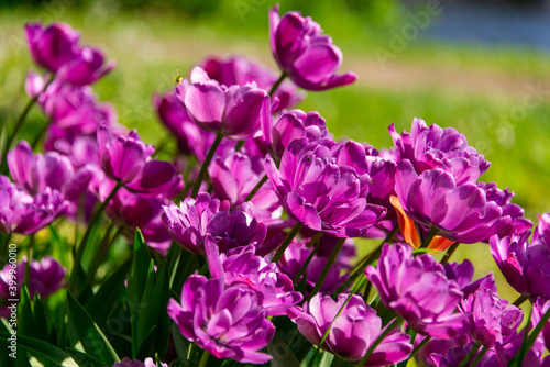 Purple tulips blooming