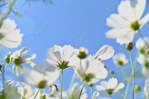 Close-up of white cosmos flowers against the bright sunny sky.