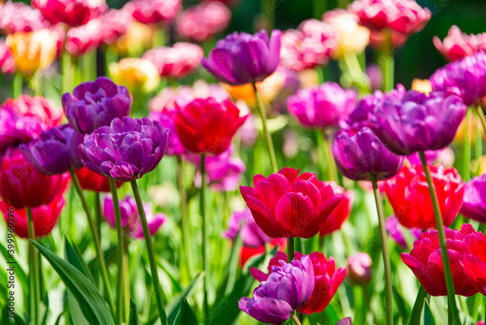 Purple and red tulips blooming