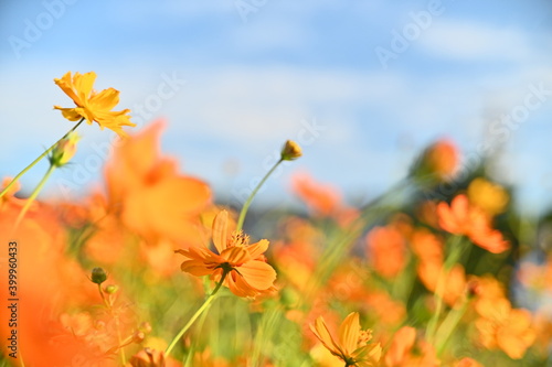 Close-up of beautiful cosmos flowers against the bright blue sunny sky.