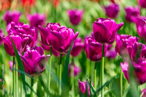 Purple tulips blooming