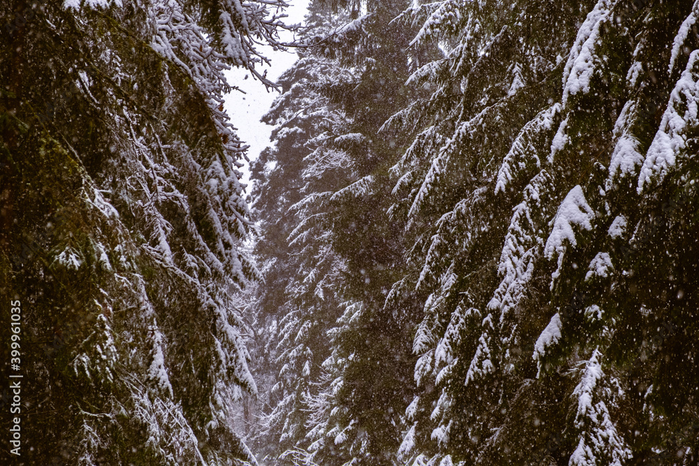 Moody snowy pine forest in winter, snow fall. Winter in forest background Moody snowy pine forest in winter, snow fall. Winter in forest background