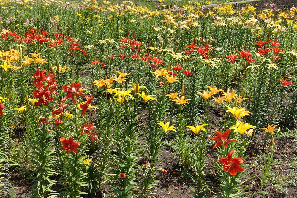 Large quantity of colorful flowers of lilies in June