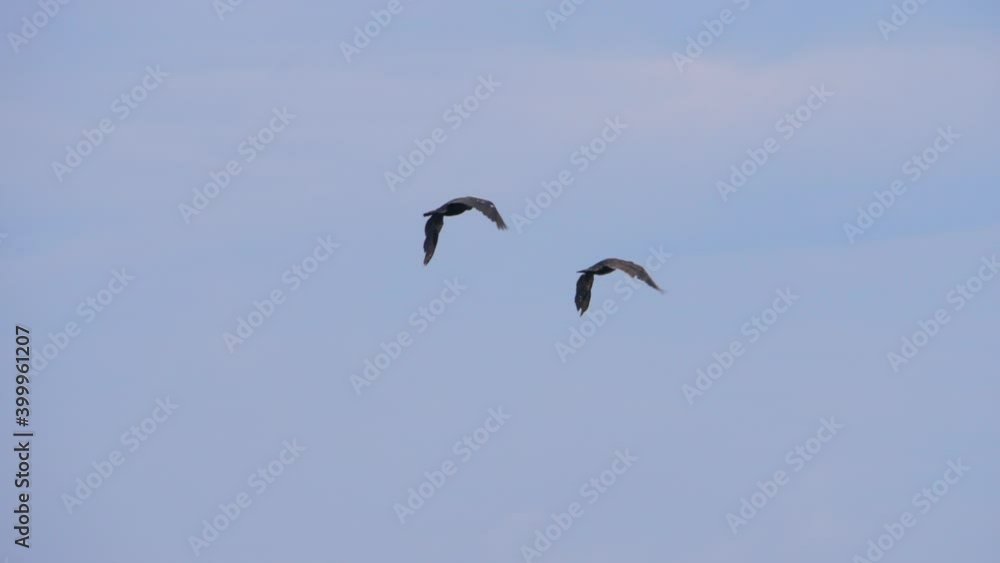 Slow Motion. Birds Geese Flying in Formation, Blue Sky. Migrating Greater Cormorant Birds Flying in Formation. Slow Motion. Birds Geese Flying in Formation, Blue Sky. Migrating Greater Cormorant Birds Flying in Formation.