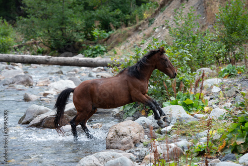 nature, mountains, horses and the incredible reviews © GerasimovPTZ