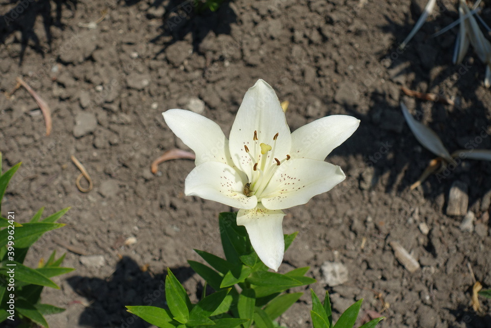 One spotted white flower of true lily in June One spotted white flower of true lily in June
