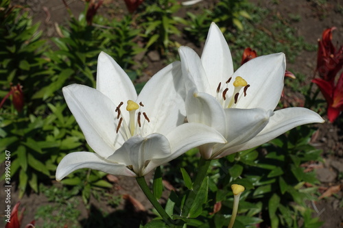 Pair of pure white flowers of true lilies in June