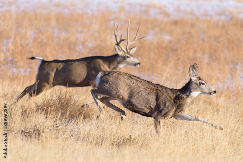 Mule deer buck chasing mule deer doe during autumn rut. Colorado Wildlife. Wild Deer on the High Plains of Colorado Mule deer buck chasing mule deer doe during autumn rut. Colorado Wildlife. Wild Deer on the High Plains of Colorado