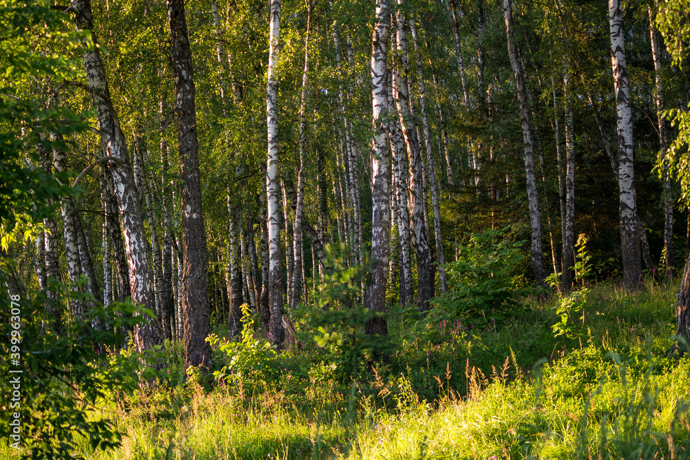 Secluded birch grove in summer, green landscape
