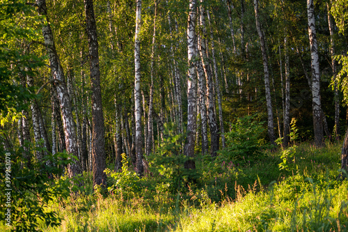 Secluded birch grove in summer  green landscape 