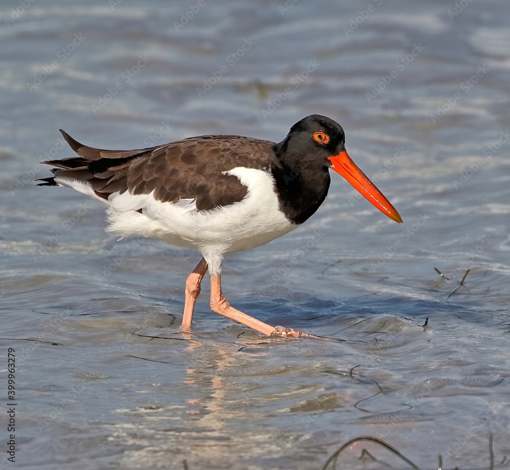 Profile shot of an American oystercatcher wading in the Gulf of Mexico.
Haematopus Profile shot of an American oystercatcher wading in the Gulf of Mexico.
Haematopus