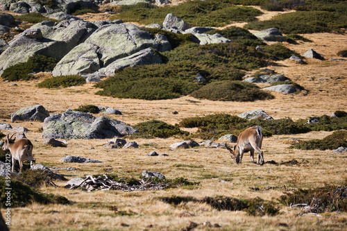mountain goat on the rock