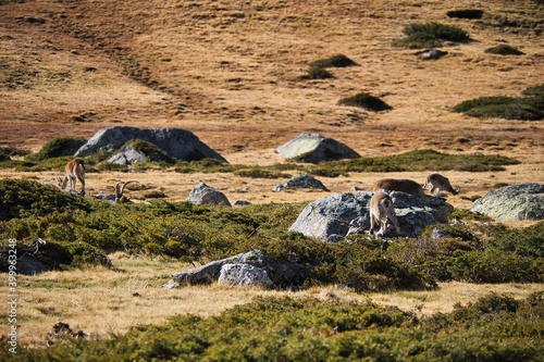 mountain goat on the rock