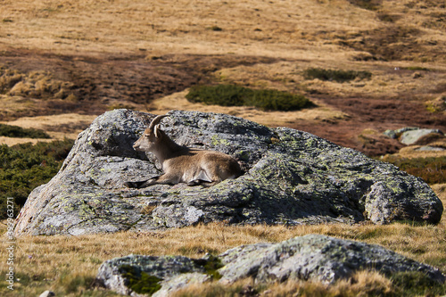 mountain goat on the rock