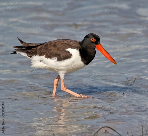 Vászonkép Profile shot of an American oystercatcher wading in the Gulf of Mexico