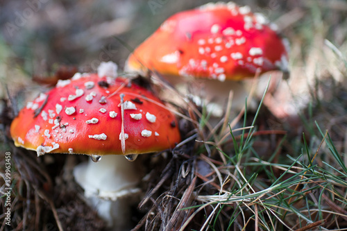 Mushrooms in the forest, fly agaric