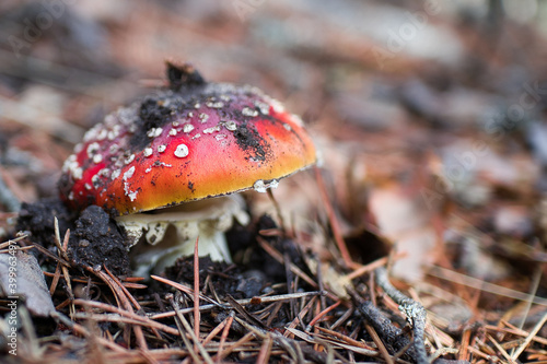 Mushrooms in the forest, fly agaric