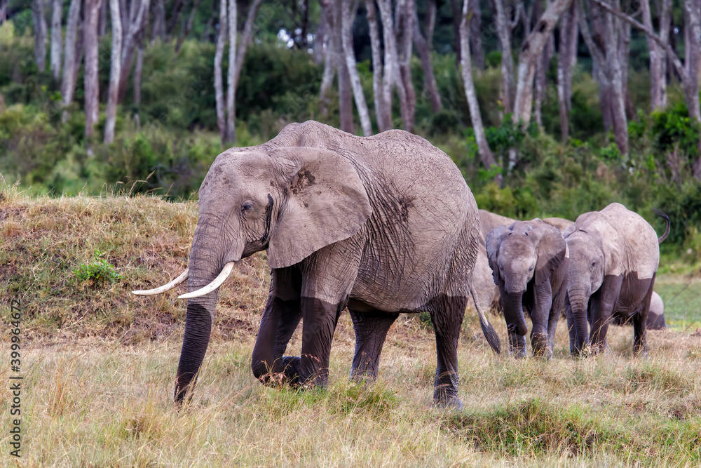 Obraz premium Elephant herd walking in a small swamp area in the forest on the borders of the Mara river in the Masai Mara National Park in Kenya 