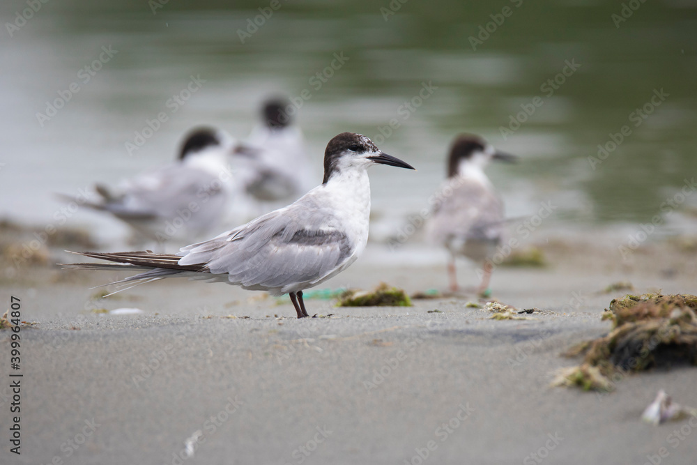 Common terns standing on a backwater shore Common terns standing on a backwater shore
