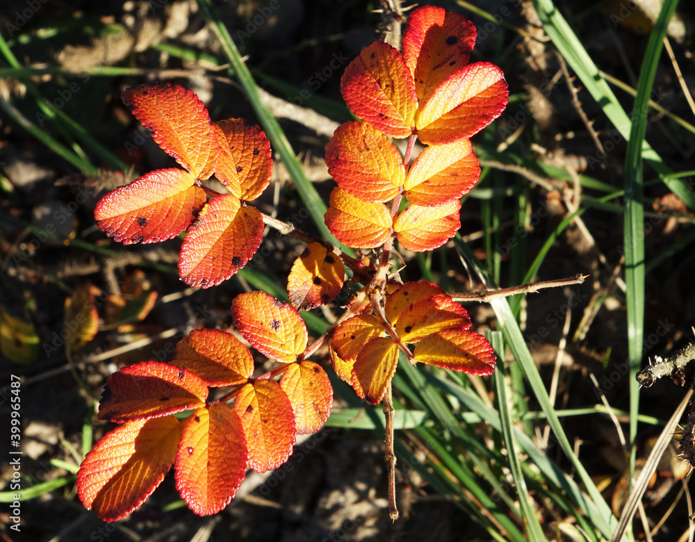 Red leaves in the dunes of The Netherlands