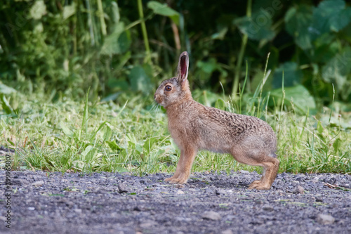 Wildkaninchen in urbaner Umgebung