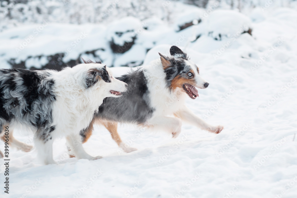 Two australian shepherd runing in winter forest. Frozen plants. Two australian shepherd runing in winter forest. Frozen plants.