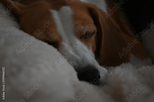 beagle dog sleeping
