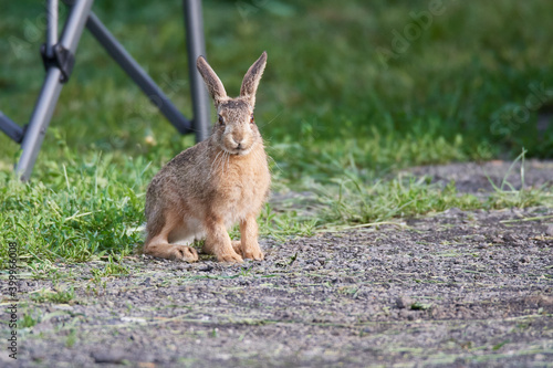 Wildkaninchen in urbaner Umgebung