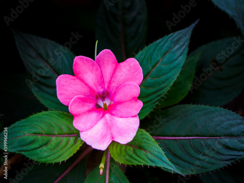 close up photo of Impatiens sodenii or Oliver's touch me not pink flower photo