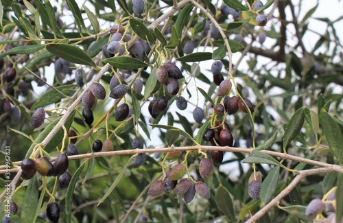 Olives on olive tree branch in Athens, Greece. photo