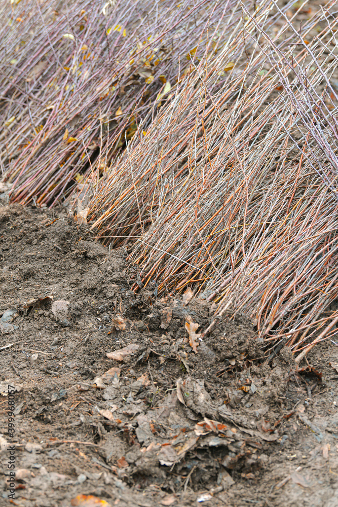 Obraz premium A lot of forest trees ready to for plantation in ground