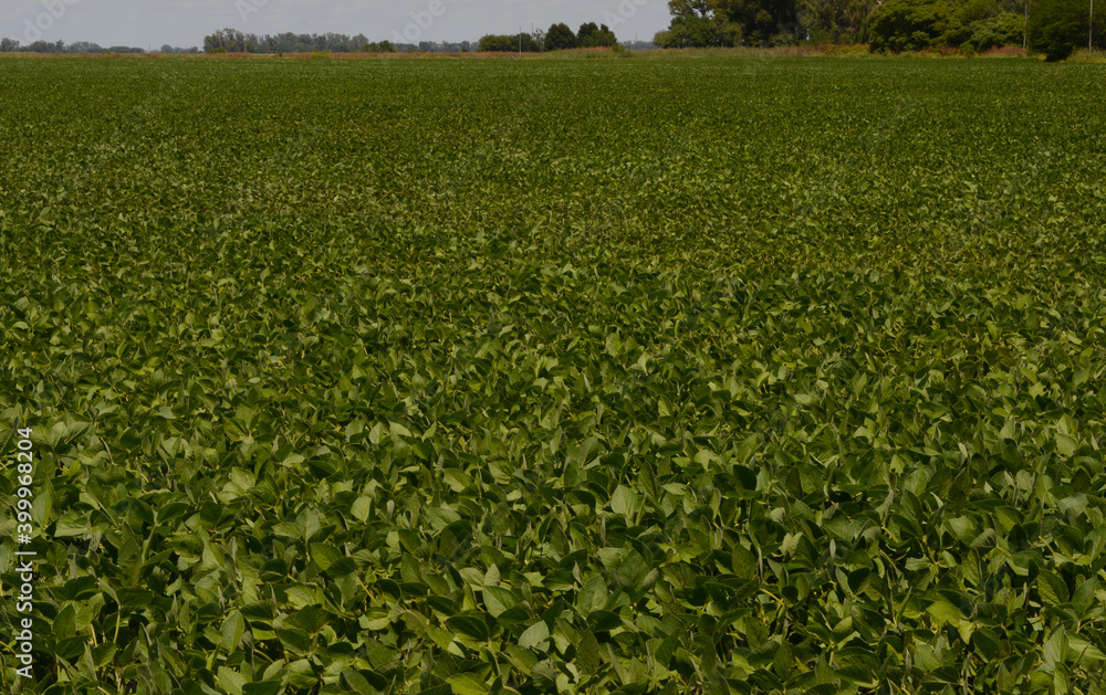 green soybean plantation green soybean plantation