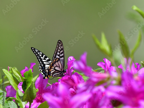 ツツジの花の蜜を吸うアゲハ蝶 © K.Imai