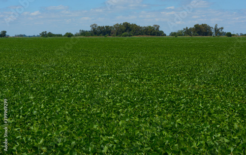 extensive soybean plantation in the Argentine countryside © Lautaro