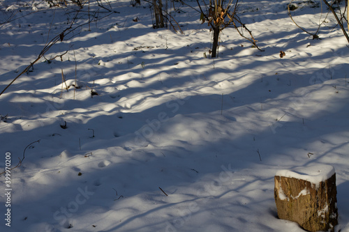 shadows in the snow in the forest