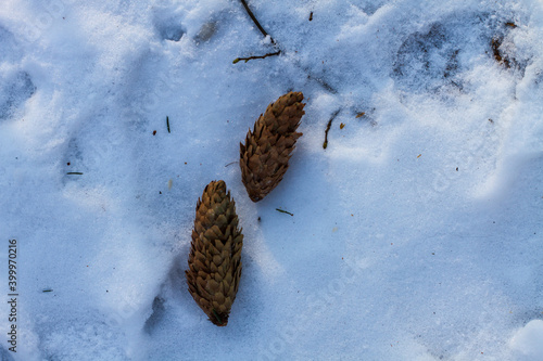 pine cone on snow