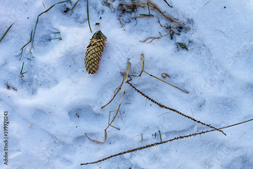 fir cones in the snow