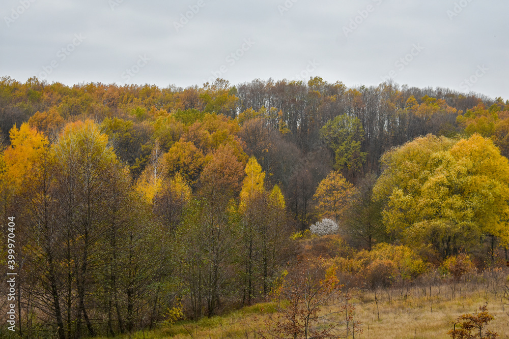 View of the multicolor autumn forest