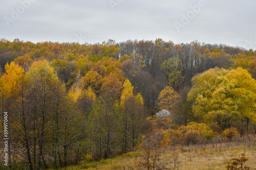 View of the multicolor autumn forest