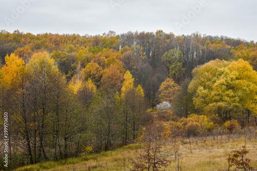 View of the multicolor autumn forest
