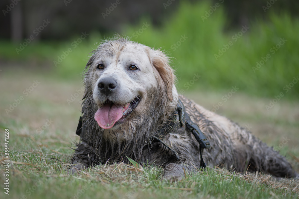 Dirty, muddy golden retriever dog sitting on the grass Dirty, muddy golden retriever dog sitting on the grass