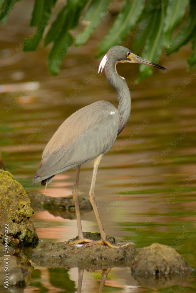 tricolored heron bird in a lake tricolored heron bird in a lake