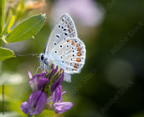 Wallpaper Mural butterfly on a flower Torontodigital.ca