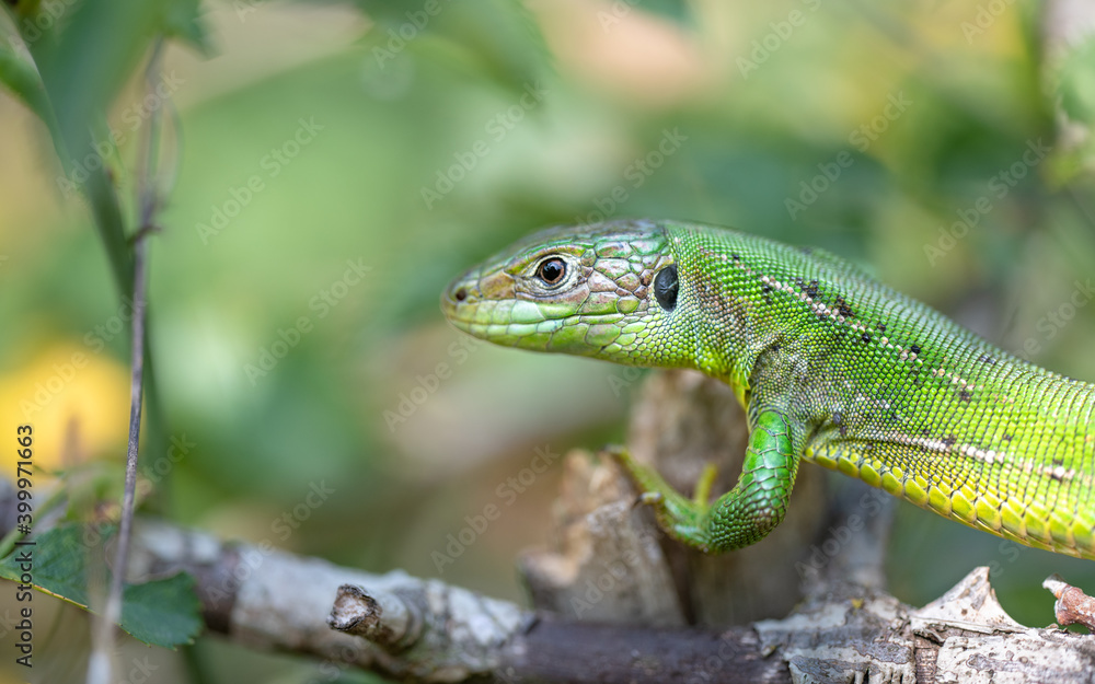 Western green lizard in a bush Western green lizard in a bush